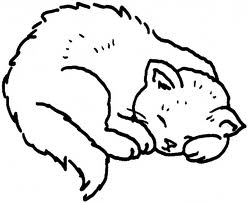 Cats 15